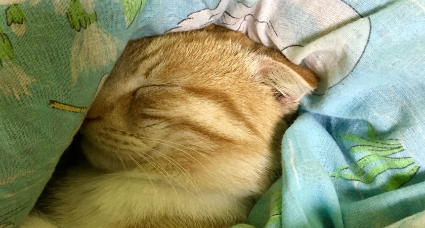 Почему кошка предпочитает спать у ваших ног - объясняем причины