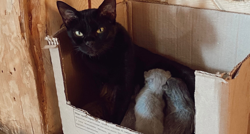 Почему кошка может долго не сводить взгляда с лица хозяина?