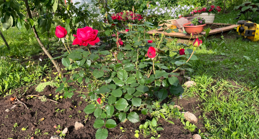 Обрезаю розы правильно всего за 15 минут: вот 6 промахов, которые лишат вас цветения на год