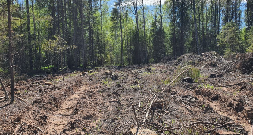 В Нолинске будут судить "черного лесоруба", нанесшего фонду полумиллионный ущерб