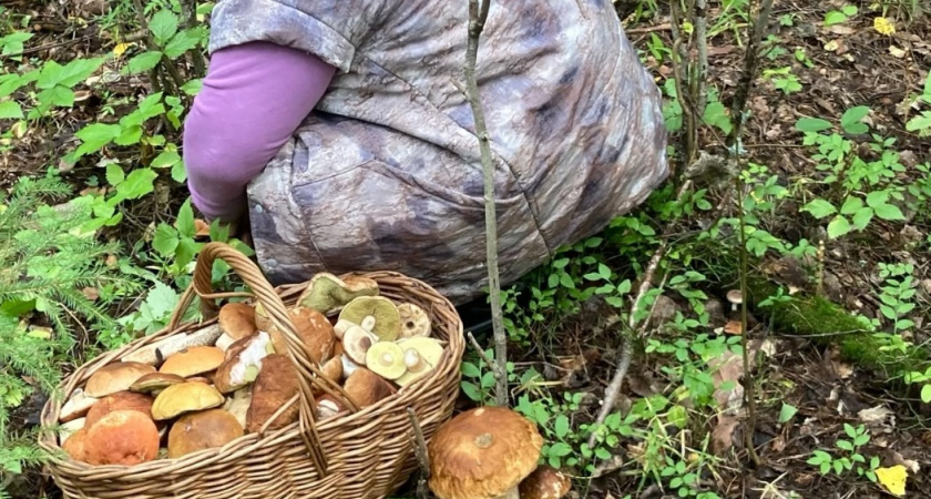 Всегда иду в лес за грибами с иголкой: хитрость опытных военных уже 2 раза спасала от беды