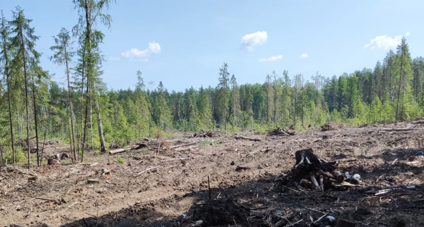 В Малмыжском районе поймали женщину, нелегально вырубившую с семьей участок леса