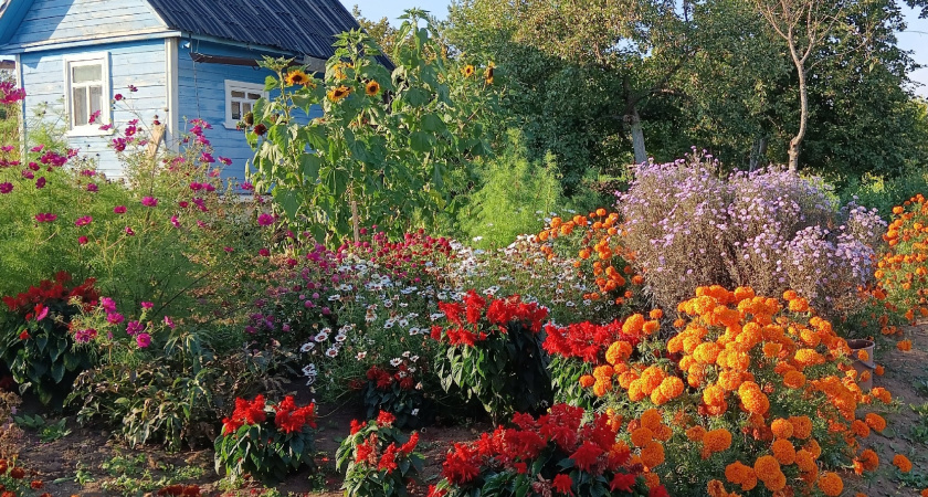 Этот неприхотливый цветок буквально спас мой сезон - в следующем году посажу в 5 раз больше