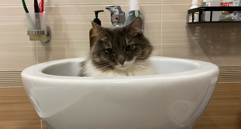 Настоящая причина, по которой большинство кошек боятся воды