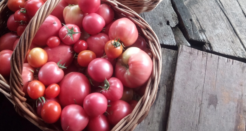 Добавляю к помидорам копеечную приправу из СССР. Соседки наперебой спрашивают рецепт после дегустации моих заготовок