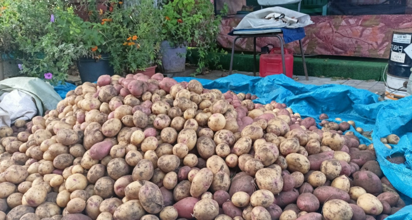 Обрабатываю почву после уборки картошки - и в ус не дую: фитофтора уходит и не возвращается - запомните эту схему раз и навсегда