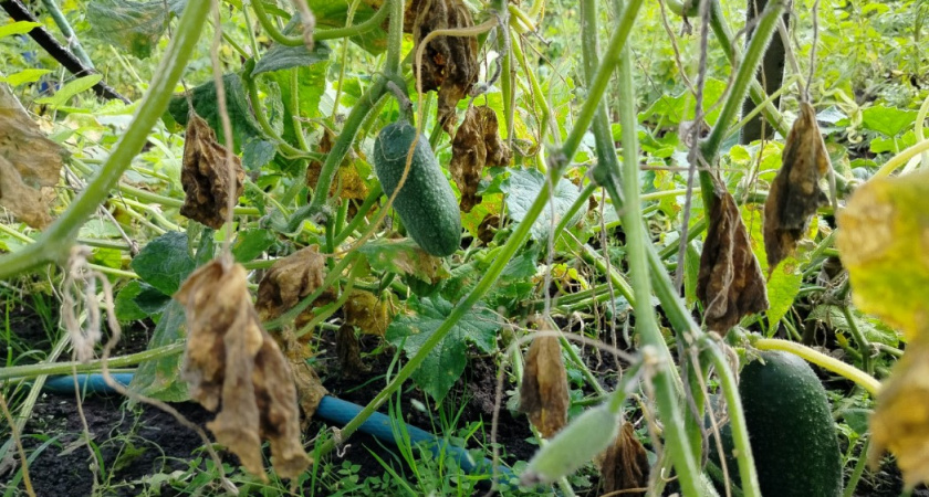 Хотите богатый урожай огурцов на следующий год? Тогда запомните план действий раз и навсегда - осенью нужно обязательно