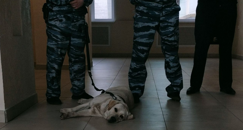 В Подосиновском районе лабрадор покусал женщину и насмерть загрыз ее собаку