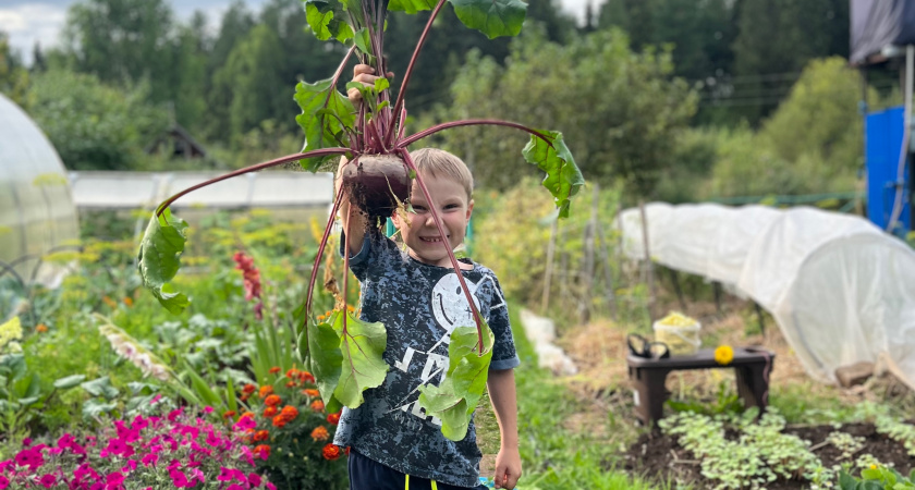 Больше не нужно варить свеклу часами - вот как ее готовят в лучших ресторанах: намного проще и вкуснее