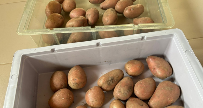 Как почистить килограмм картошки за 1 минуту: чудо-метод выручит, когда гости уже на пороге - больше никаких мозолей от ножа