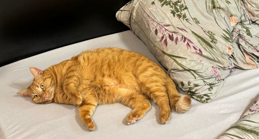 Кошачий наполнитель использую только так - и всем советую: незаменимая вещь в хозяйстве, даже если кошек нет