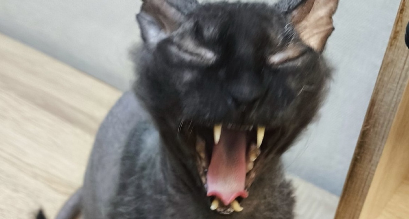 Как раз и навсегда отучить кота кусаться - показываем, кто в доме хозяин: проверенный способ, видимый результат