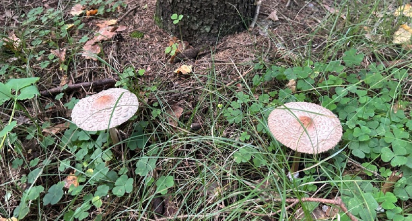 3 главные ошибки при сборе грибов - их допускает каждый и зря: миколог раскрыл, в чем опасность 