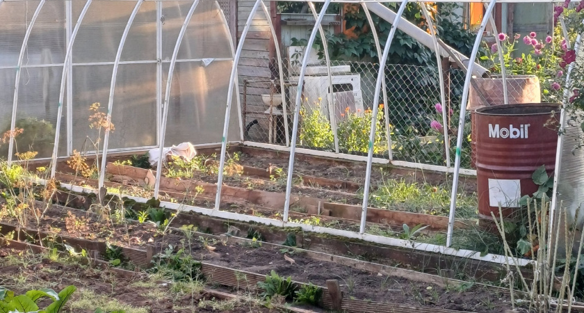 Успейте посадить в сентябре, пока грядки чистые - урожай поспеет в октябре