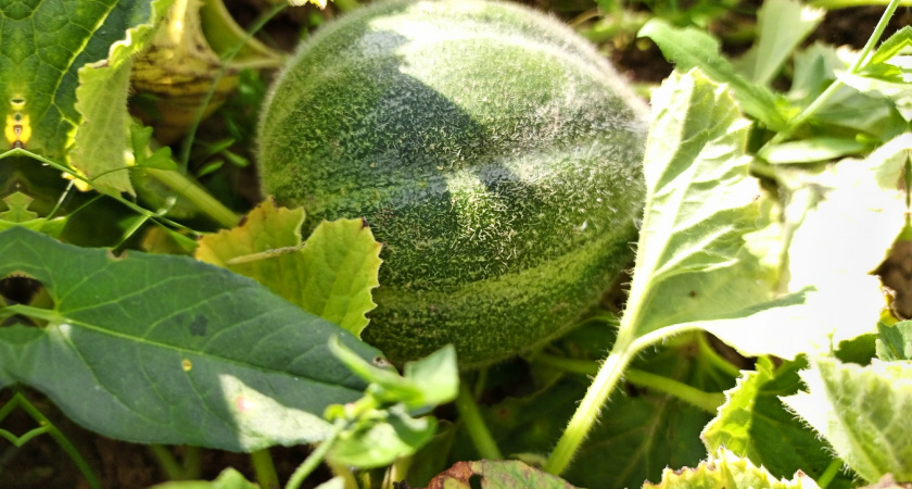 На поиски "огурдыни" у меня ушло 5 лет - этот гибрид с медовым вкусом и невероятной свежестью покорит любого