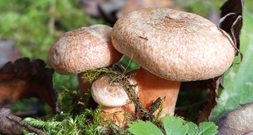 Никто не собирает этот вид белых грибов - и есть веская причина: даже не пытайтесь его найти