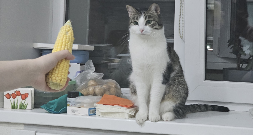 Ваш кот уже затаил на вас обиду - пора задуматься: продолжите совершать эти 3 ошибки, прощения не дождетесь