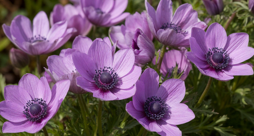 Посадите под зиму - в апреле уже зацветет: неприхотливый многолетник с роскошными цветами