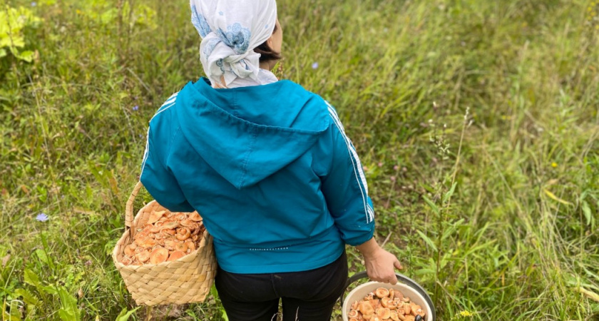 Не выбрасывайте червивые грибы: есть хитрости, которые за 5 минут вернут лесной урожай к жизни