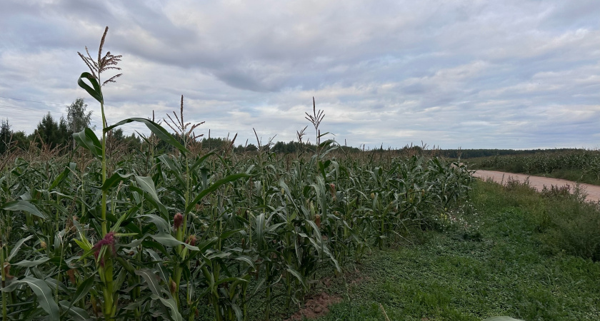 В Кировской области найдено 160 тысяч тонн недостоверного декларирования зерна