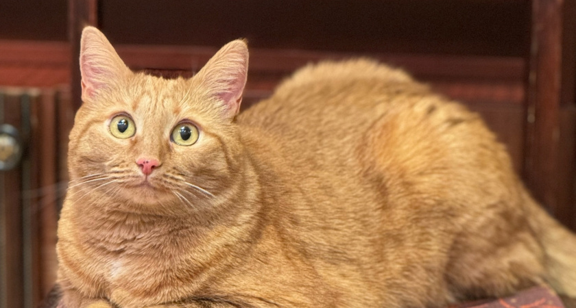 Как кошки предупреждают своих хозяев - жаль, что мы не понимаем