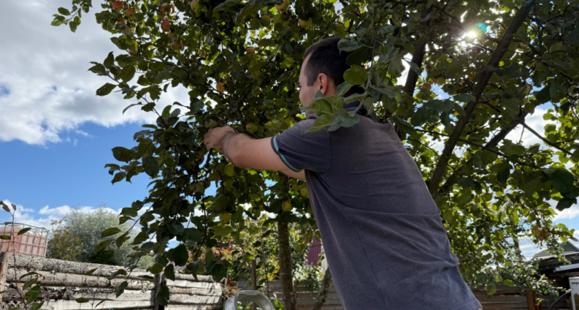 Осенью в саду - обязательно: делаем 1 действие и получаем богатырский урожай яблок, груш и малины в следующем сезоне