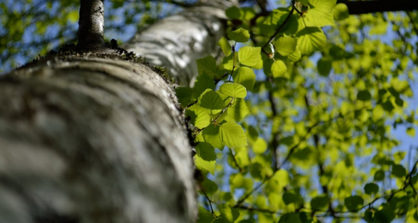 4 постыдных факта про Сергея Есенина, которые учителя не рассказывают в школе