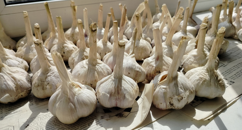 Всего 1 горсть, а сколько пользы: удобряю озимый чеснок копеечным средством - головки растут с кулак