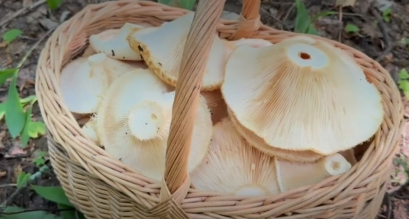 Их подавали даже к царскому столу: настоящие аристократы среди грибов, их ценят за вкус и внешний вид