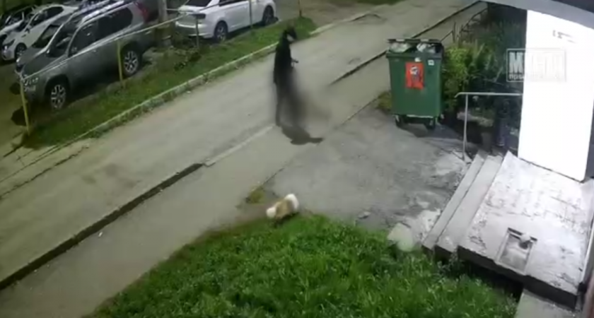 Прокусил руку подростка и растерзал метиса: на Солнечной амстафф напал на школьника с собакой