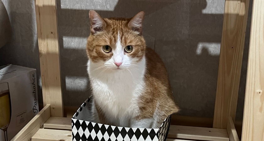 Можно ли взять уличную кошку домой? Важные нюансы, которые часто упускают из виду