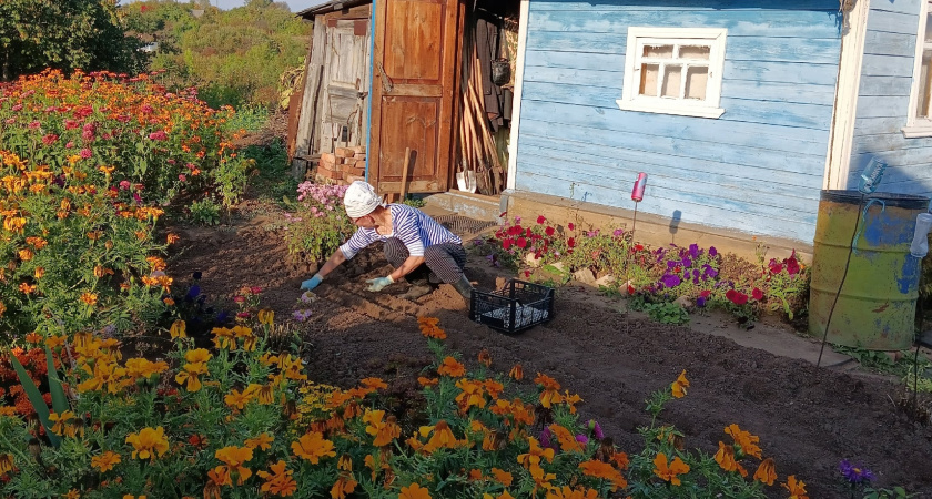 Не навоз и не компост - осенью смешиваю в тазу эти порошки и раскидываю под зимующие культуры: урожая на 40% больше