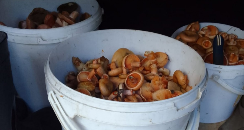 Почему умные люди никогда не покупают грибы с рук: неприятная правда об ушлых бабушках вдоль дорог