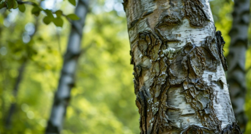 Наливали березовый сок в банки и продавали: чем на самом деле поили страну - об этом не принято говорить вслух