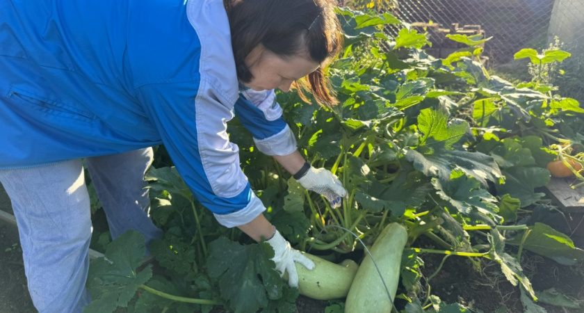 Бросила таскать навоз - нашла вариант лучше: земля после такого "отпуска" дает в 3 раза больше урожая