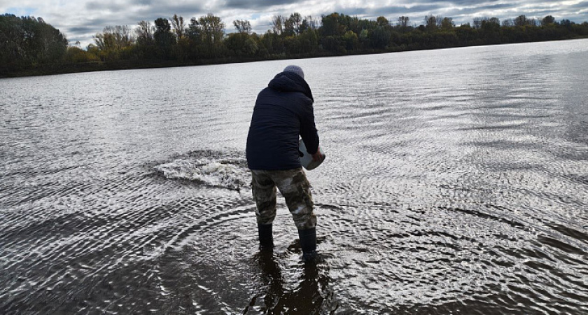 36 тысяч челябинских мальков стерляди оказались в реке Вятке под Кировом