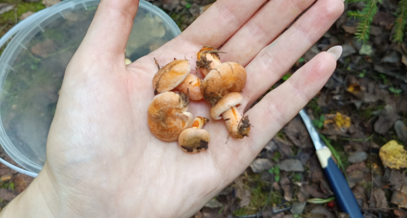 Памятка грибника: опенок осенний и его двойники - как избежать ошибки. Запомните инструкцию 