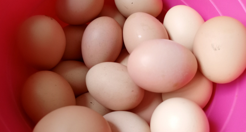 Почему нельзя класть яйца после варки в холодную воду. Запомните раз и навсегда