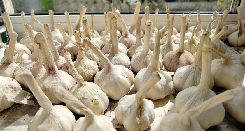 Чеснок теперь болеть не будет: бросаю в раствор, а потом сразу на грядку - работает железно