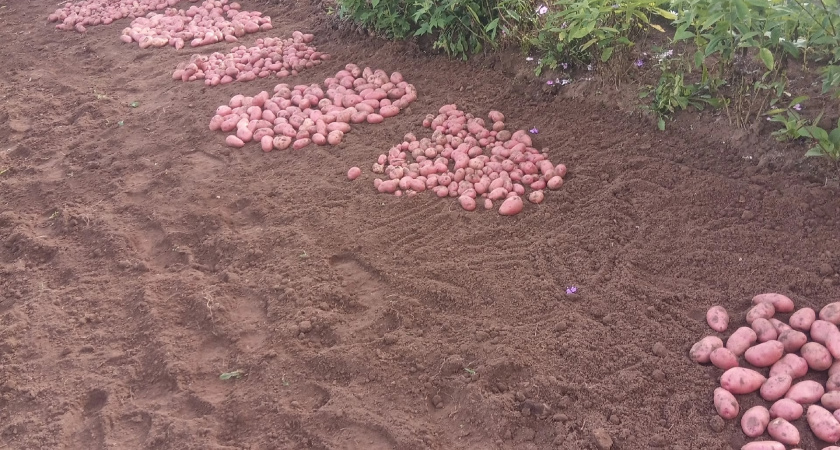 1 стакан в почву осенью - через 1 год картошка посыпется гроздьями: по 3-4 тонны с 1 сотки