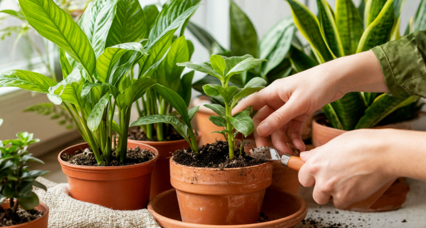 Теперь пересаживаю цветы правильно. Узнала 5 ошибок, которые сразу погубят растение