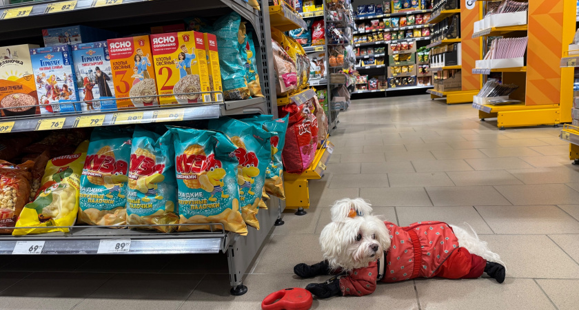 Подборка новинок из "Пятерочки": список недорогих трендовых продуктов - что можно смело брать                