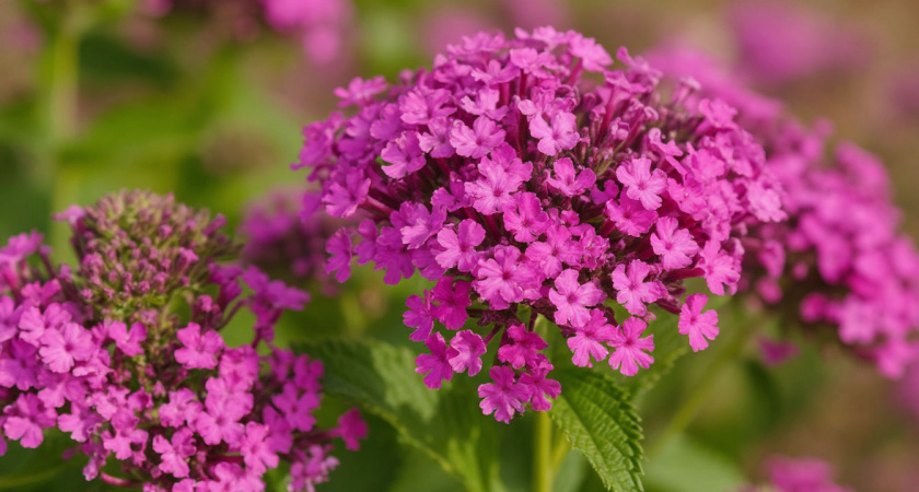 Сею под зиму, пока есть возможность - весной радуюсь ярким фиолетовым "свечкам"