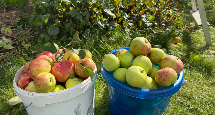 Как сохранить яблоки свежими до весны - старый и эффективный бабушкин способ