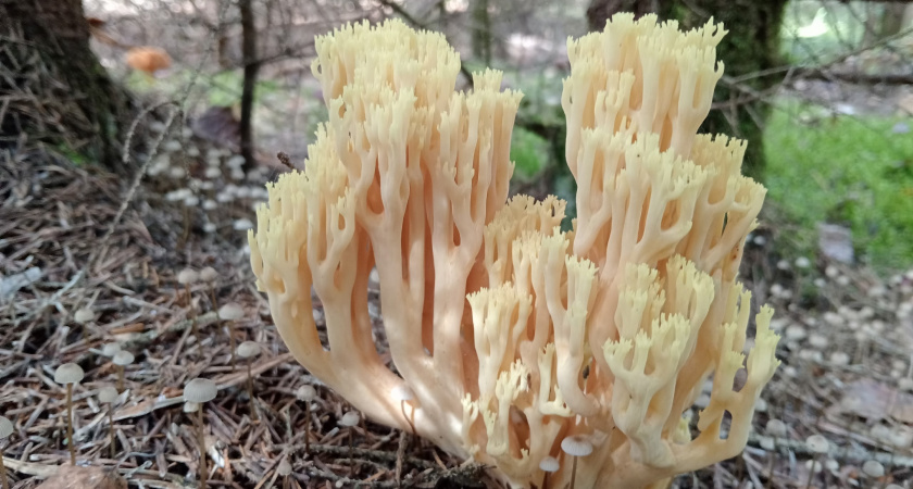 Деликатесный гриб, который все незаслуженно обходят стороной: скромный герой осеннего леса