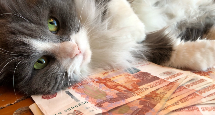 Какие знаки подают кошки перед приходом в дом большой беды - эх, если бы я знала это раньше