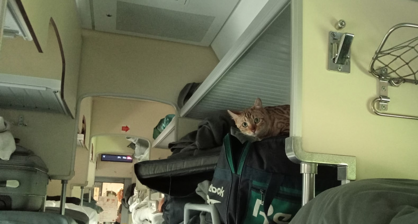 38 место - лучшее! В поезде всегда беру места у туалета - и вот почему