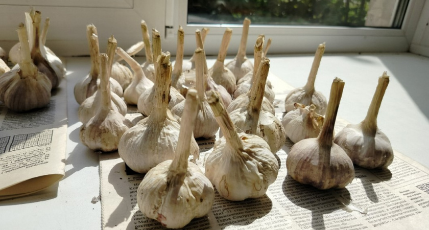 Соседи глазам не поверили, когда увидели урожай: вот кого нужно "подселить" к озимому чесноку в междурядьях - головки с кулак