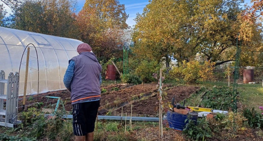 Толпа китайцев стояла у бабушкиного огорода и требовала продать им сорняк: "русское чудо", которое в России мало кому нужно