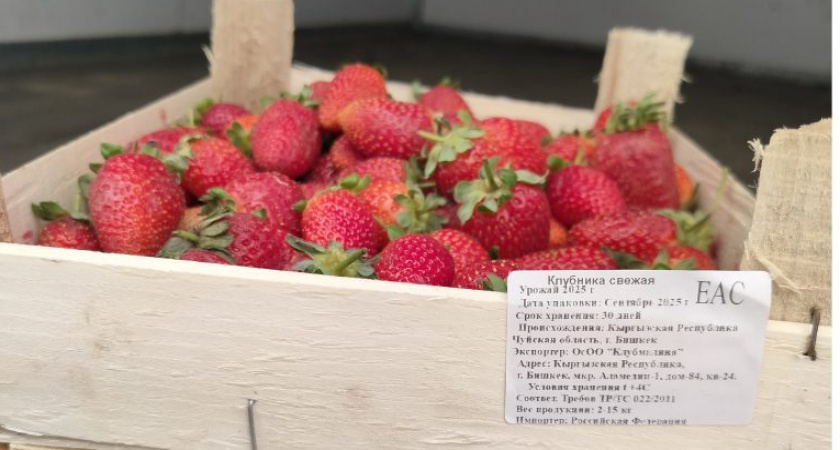 Ввоз кыргызских ягод в Кировскую область вырос в девять раз за один год